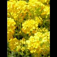 Corbeille d'or, Aurinia Saxatilis (ss esp Saxatilis)(fam. Brassicacees) (Europe cent. & ori.)(10)